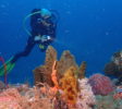tulamben-taucher-korallen
