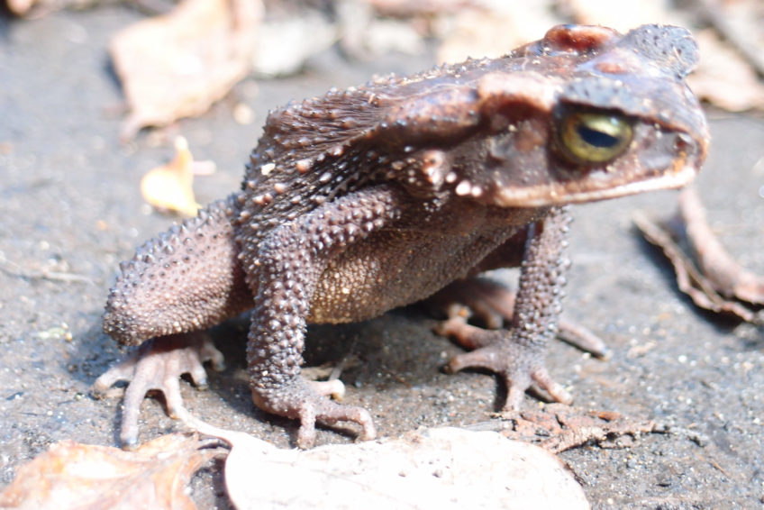 Kaltblütige Juwelen – Schlangen, Echsen & Frösche