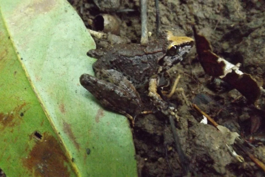 Kaltblütige Juwelen – Schlangen, Echsen & Frösche