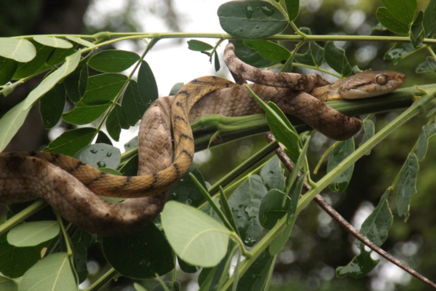 Boiga Irregularis im Regenwald Sulawesi