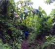 surf-trip-java-jungle-track