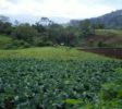 Minahasa Tour-Green_Fields