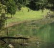Minahasa Tour-Lake_linow_birds_cows