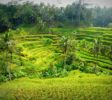 rundreise-bali-erlebe-indonesien-Reisterrassen