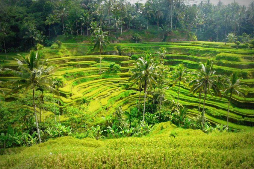 rundreise-bali-erlebe-indonesien-Reisterrassen