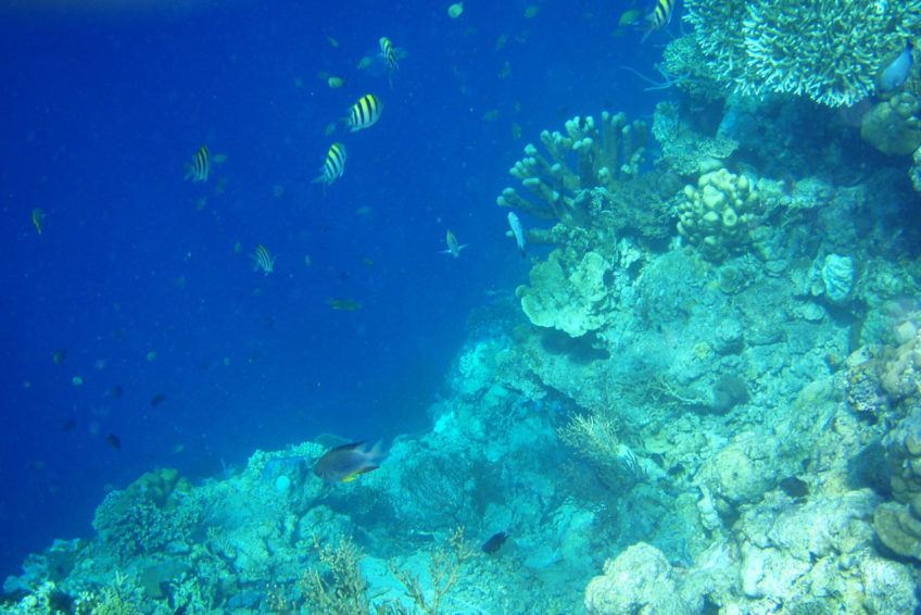 rundreise-bali-erlebe-indonesien-Schnorcheln bei Pemuteran