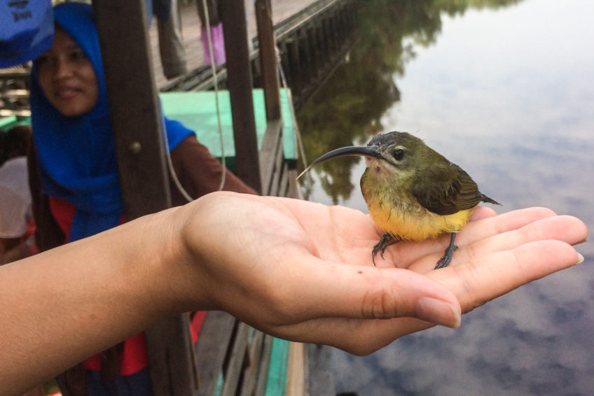 localguides-tunjung-puting-orang-utan-tour-kalimantan-38