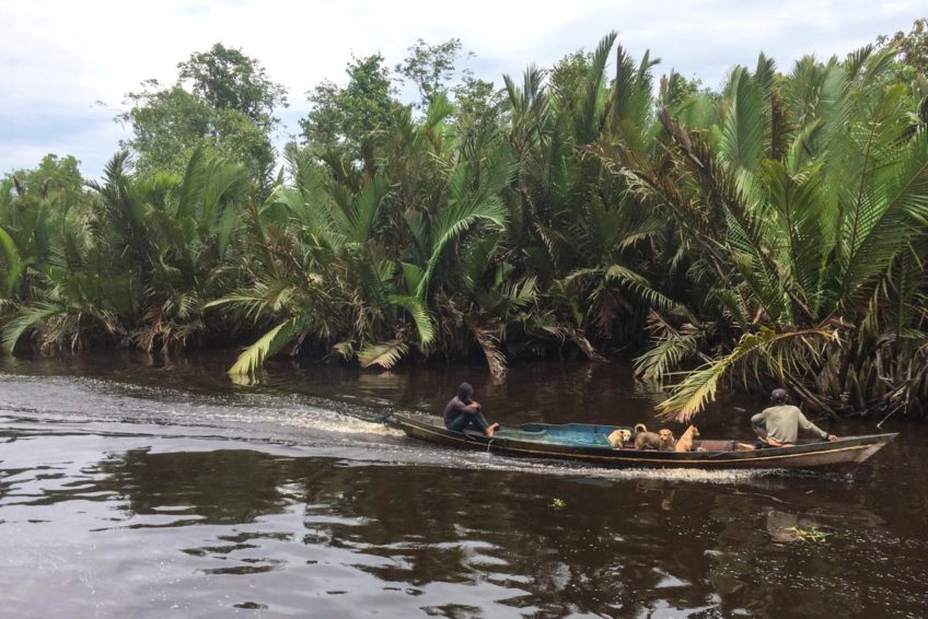 localguides-tunjung-puting-orang-utan-tour-kalimantan-5
