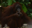 localguides-tunjung-puting-orang-utan-tour-kalimantan-52