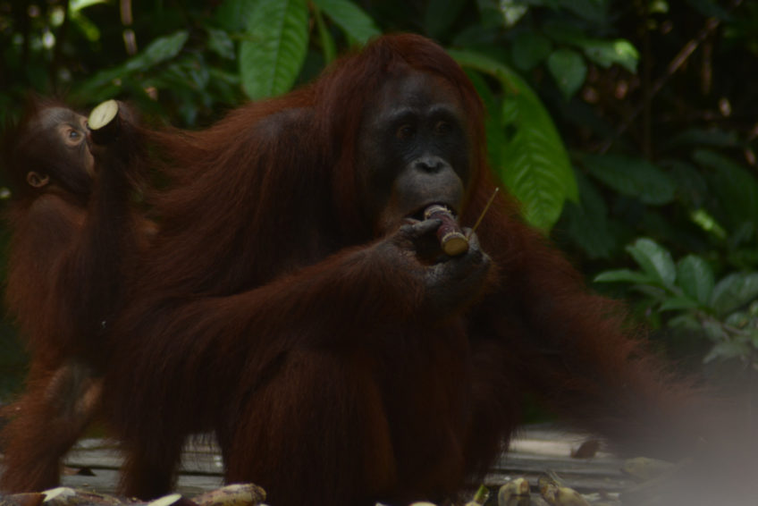 localguides-tunjung-puting-orang-utan-tour-kalimantan-52