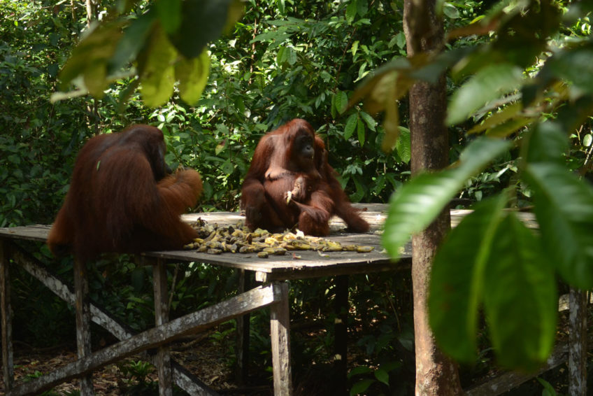 localguides-tunjung-puting-orang-utan-tour-kalimantan-53