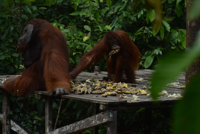 localguides-tunjung-puting-orang-utan-tour-kalimantan-54