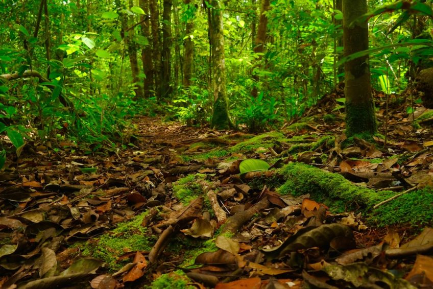 tanjung-puting-nationalpark-8