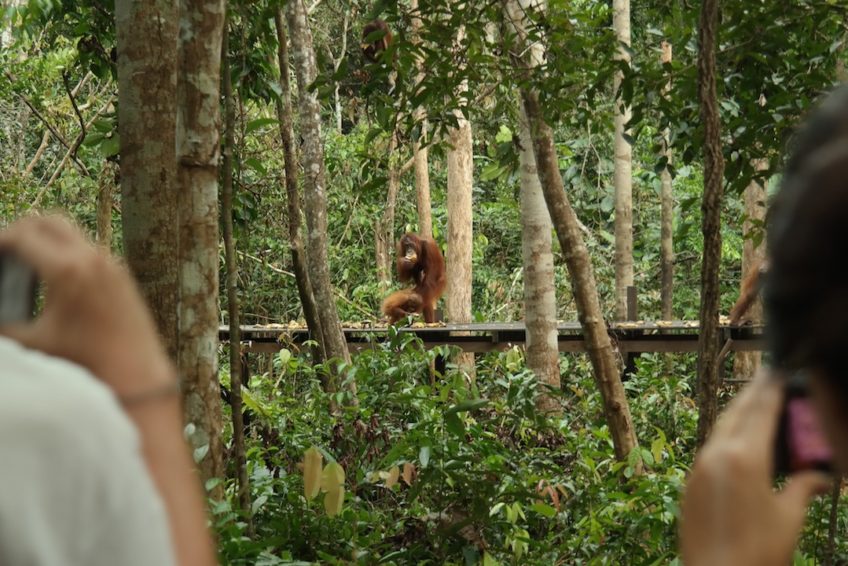 tanjung-puting-nationalpark-8