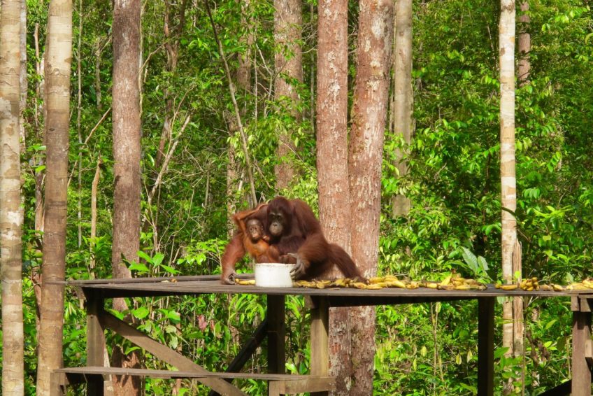 tanjung-puting-nationalpark-8