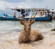 Rehe auf Menjangan Island