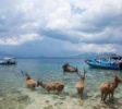 Rehe auf Menjangan Island