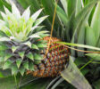 bogani-homestay-ananas